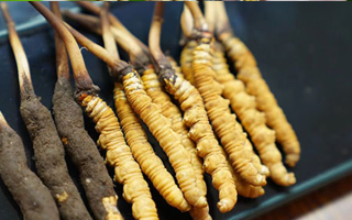 鮮冬蟲夏草什么季節(jié)最好？滋補(bǔ)時機(jī)大揭秘
