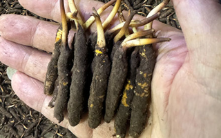 3000 條蟲草一克是幾只?深入解析蟲草規(guī)格與重量關系? ? ? ?