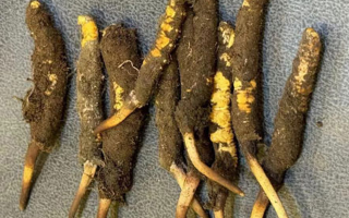 野生冬蟲夏草一斤多少錢?多維度價格解析