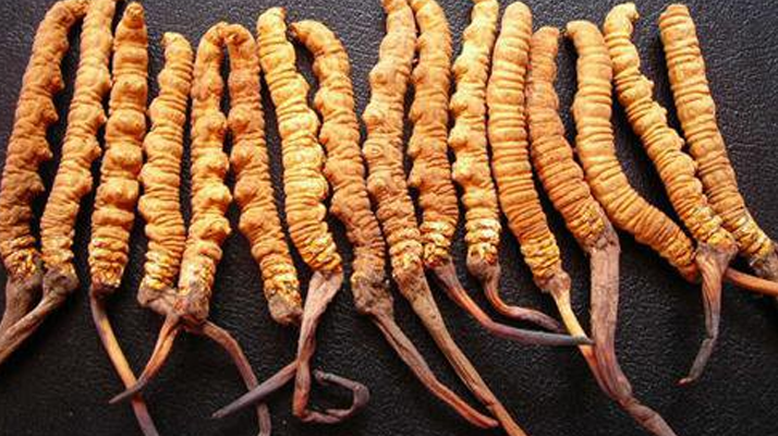 干<a href=http://www.dxpav.com/jiage/ target=_blank class=infotextkey>冬蟲夏草多少錢</a>一斤？一文解析其價(jià)格密碼