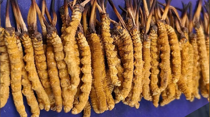 野生<a href=http://www.dxpav.com/jiage/ target=_blank class=infotextkey>冬蟲夏草價格</a>多少一斤？市場行情與價格影響因素解析