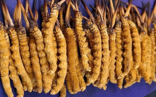 野生冬蟲夏草價格多少一斤？市場行情與價格影響因素解析