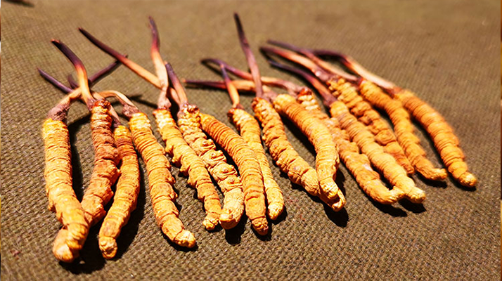 野生冬蟲(chóng)夏草產(chǎn)業(yè)前景展望