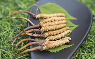 新鮮松茸冬蟲夏草怎么吃？滋補(bǔ)雙珍的美味搭配指南