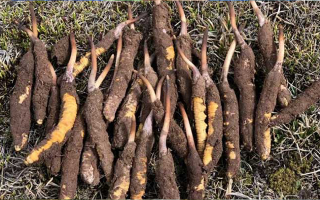 一根鮮冬蟲夏草多少克？多因素決定重量差異