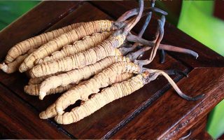 冬蟲夏草與孩子:科學(xué)看待兒童滋補的正確方式