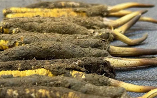 一根鮮冬蟲夏草多少錢？影響價(jià)格的核心因素解析