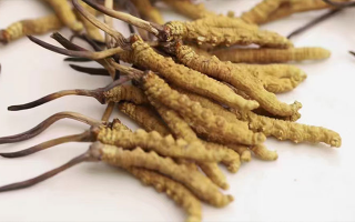 冬蟲夏草茶最佳服用指南:解鎖滋補新方式