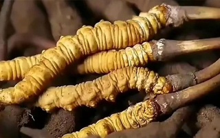 吃了冬蟲夏草有什么好處？全方位滋補(bǔ)價(jià)值解析