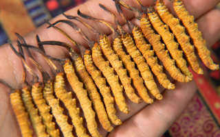 請問冬蟲夏草是什么？解密自然界的奇特生物