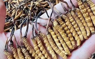 鮮冬蟲夏草燉雞肉:鎖住鮮醇的滋補妙方