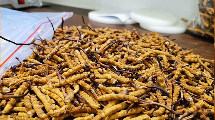 普通冬蟲夏草多少錢一斤？?jī)r(jià)格背后的品質(zhì)密碼