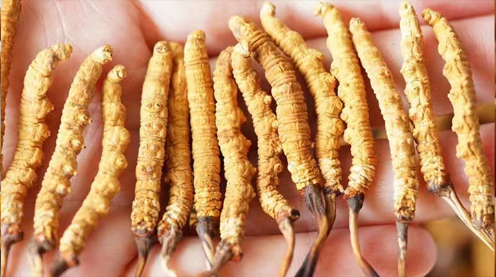 冬蟲(chóng)夏草功效是什么