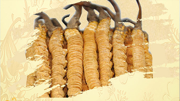 <a href=http://www.dxpav.com/ target=_blank class=infotextkey>冬蟲(chóng)夏草</a>夏天如何保存