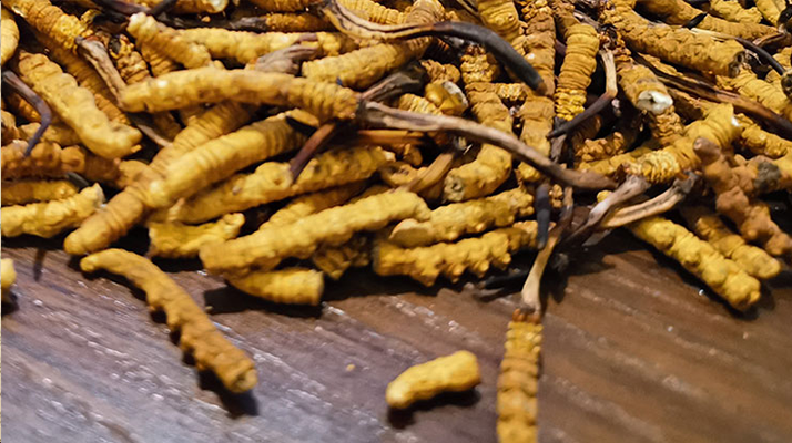 這些人需謹(jǐn)慎！冬蟲夏草的不適宜人群及健康提示