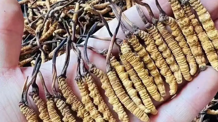 冬蟲夏草一克多少條？看懂規(guī)格，選對滋補品