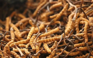 冬蟲夏草服用的五個(gè)常見誤區(qū)，很多人都中招了！