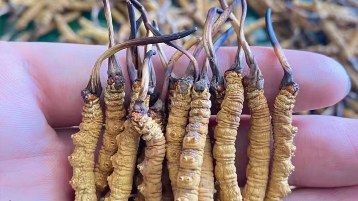 一盒冬蟲夏草多少錢？從規(guī)格到定位的價格解析