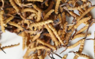 冬蟲夏草能打粉服用嗎？科學(xué)操作與服用指南