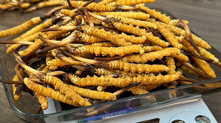 冬蟲夏草小孩可以服用嗎？科學判斷與服用指南