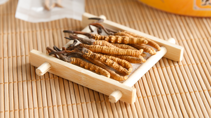 冬蟲夏草形成的必要條件:多要素精準契合的自然奇跡