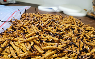 冬蟲夏草：泡水喝還是煮一下？兩種食用方式的全面對比