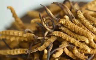 正品冬蟲夏草的藥用價值:從傳統(tǒng)智慧到現代科學的雙重印證