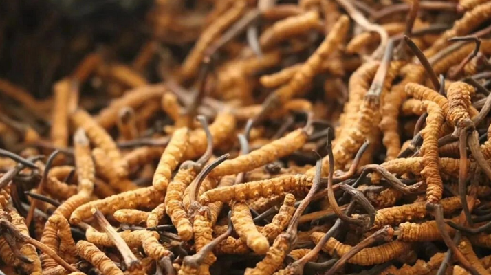 冬蟲夏草一條多少錢？單條價格的計算邏輯與實際范圍