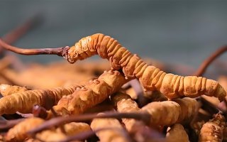 冬蟲(chóng)夏草泡酒全攻略：所需材料、選材標(biāo)準(zhǔn)與準(zhǔn)備指南