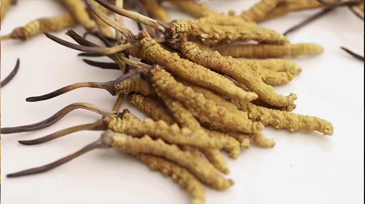 長時間吃冬蟲夏草會導(dǎo)致掉頭發(fā)嗎？