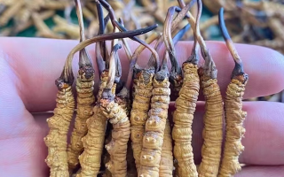 那曲冬蟲夏草泡水量多少合適？品質(zhì)適配的科學泡制指南
