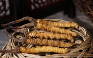 冬蟲夏草煲湯怎么煲好喝？營養(yǎng)與口感雙優(yōu)的實(shí)用指南