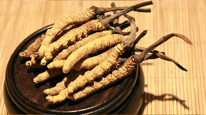 剛挖采的冬蟲夏草怎么辦？科學(xué)處理與儲(chǔ)存指南
