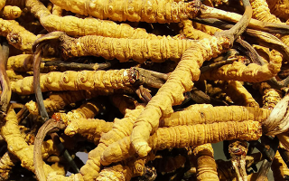 新鮮冬蟲夏草一克多少錢？價格影響因素全解析