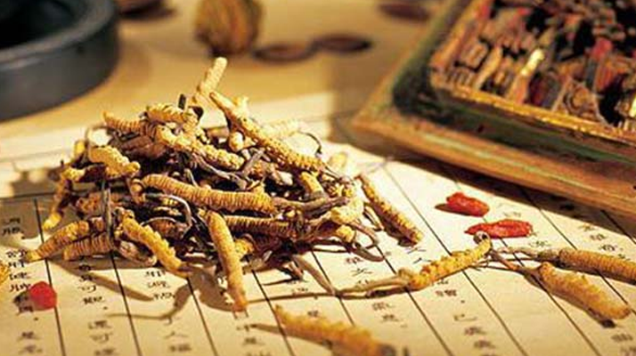 冬蟲夏草購買指南:何處覓真品