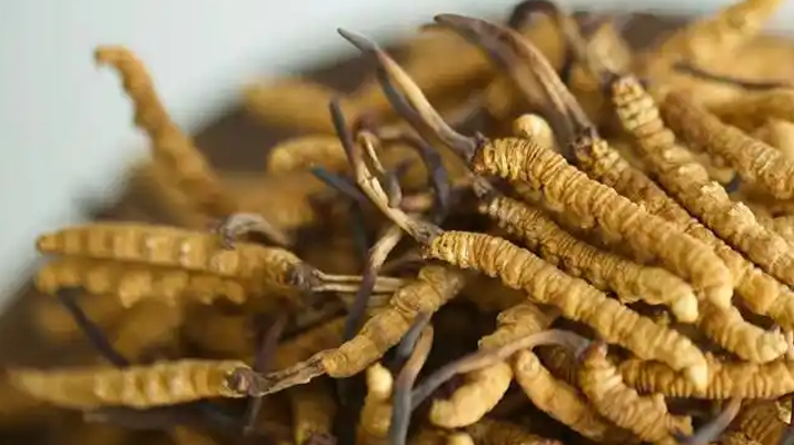 解密 “大個(gè)頭” 冬蟲(chóng)夏草：何為優(yōu)質(zhì)大蟲(chóng)草，價(jià)值何在？