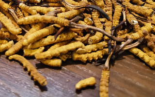 鮮冬蟲夏草并非 “制作” 而成！揭秘其天然形成與核心特性