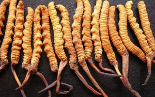 孕婦喝冬蟲(chóng)夏草湯的量多少合適？