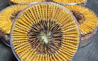冬蟲夏草一斤價格多少？2025 年行情揭秘，差價竟達數(shù)十倍