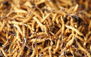 四級冬蟲夏草一克多少根？根數(shù)背后的等級與價(jià)值邏輯