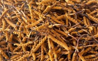 冬蟲夏草專業(yè)存放指南：這樣存，品質(zhì)不打折