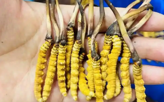 新鮮冬蟲(chóng)夏草要吃幾次？一篇給普通人的實(shí)用指南