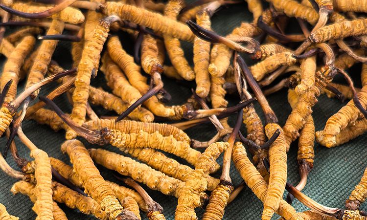 燉了二十年蟲草湯，這口感我太熟了，跟你細(xì)細(xì)說