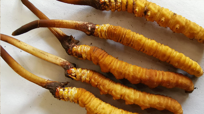 鮮冬蟲夏草可放多久?鮮冬蟲夏草的保存方法