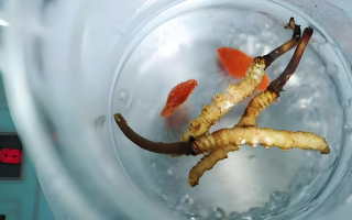 冬蟲(chóng)夏草與藏紅花搭配飲用的功效 配比與注意事項(xiàng)