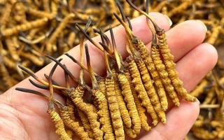 東強(qiáng)堂科普：冬蟲(chóng)夏草保存期多久？源頭品牌教你科學(xué)鎖鮮