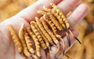 東強(qiáng)堂科普：3克冬蟲(chóng)夏草是幾根？那曲源頭品牌教你精準(zhǔn)換算