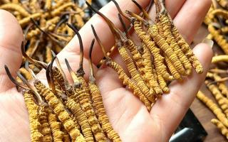 東強(qiáng)堂科普：雪山冬蟲(chóng)夏草無(wú)“葉”！那曲珍品的草頭形態(tài)藏著品質(zhì)密碼